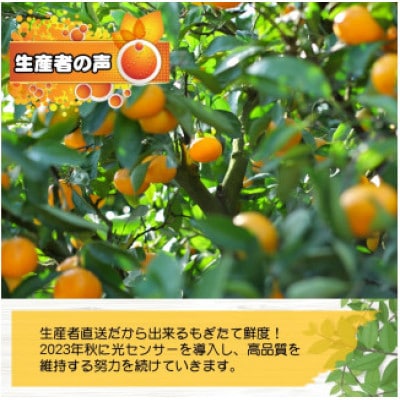 【25年10月～順次発送】ちっちゃな有田みかん約5kg(3S～Sサイズ混合)nuk004-s-5