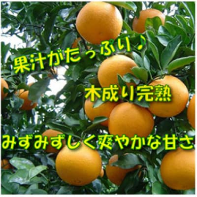 【2026年3月より順次発送】果汁たっぷり!清見オレンジ 約10kg nuk011-r-10