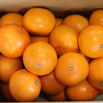 【2027年2月より順次発送】　和歌山県産　せとか　約5kg　秀品　【まごころ手選別】