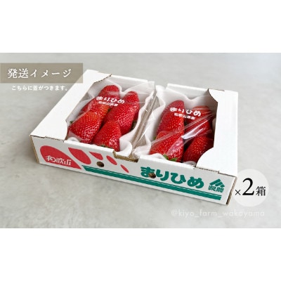 先行受付　大粒まりひめイチゴ　朝摘　6個～11個入×4パック