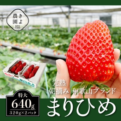 先行受付　大粒まりひめイチゴ　朝摘　6個～11個入×2パック