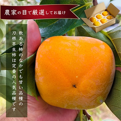 先行受付!　柿　種無し　赤秀品　超大玉　5～6個