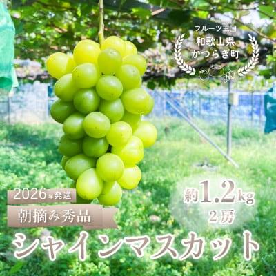 ぶどう先行予約! シャインマスカット秀品 2房(約1.2kg)こだわり農家厳選!