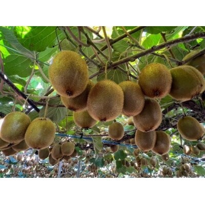 【2026年2月より順次発送】森本農園のキウイフルーツ　3kg