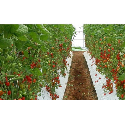 美浜町産　松トマト(アイコ)