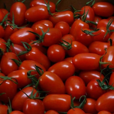 美浜町産　松トマト(アイコ)