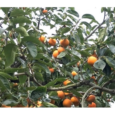 柿 富有柿【秀品】和歌山県産 約2kg【2026年11月中旬から12月上旬発送】