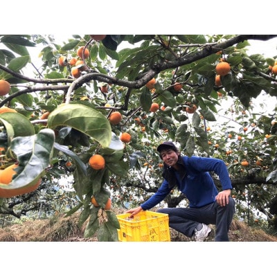 柿 富有柿【秀品】和歌山県産 約2kg【2026年11月中旬から12月上旬発送】