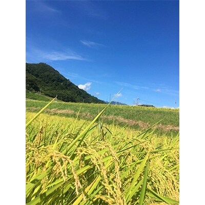 令和元年産 つぶら野米 コシヒカリ 6kg(白米3kg×2袋)