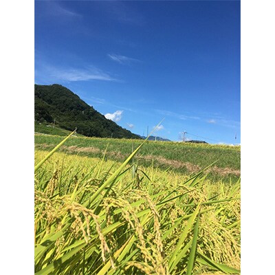 2023年5月発送開始『定期便』5kg　つぶら野米(品種:こしひかり)　白米全12回
