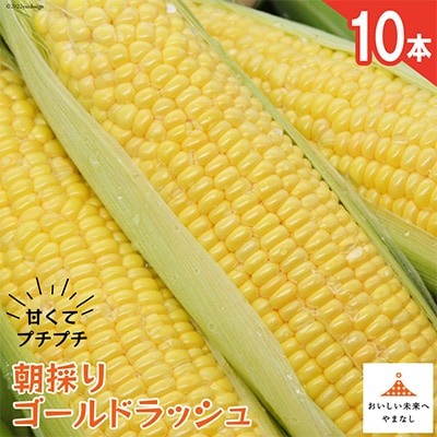 山梨県とよとみ産　朝採りとうもろこし「ゴールドラッシュ」　10本