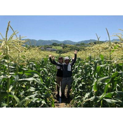 山梨県とよとみ産　朝採りとうもろこし「ゴールドラッシュ」　10本