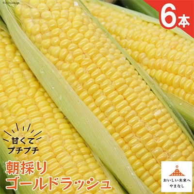 山梨県とよとみ産　朝採りとうもろこし「ゴールドラッシュ」　6本
