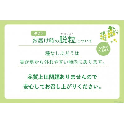 【訳あり】山梨県産 朝採れシャインマスカット 3房(約1.5kg以上)