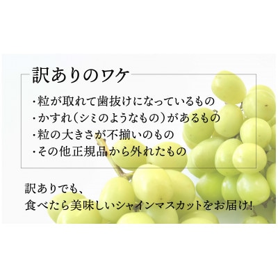 【2026年度発送 !先行予約!】NS-1005 SDGs!山梨県産シャインマスカット 約2.0kg
