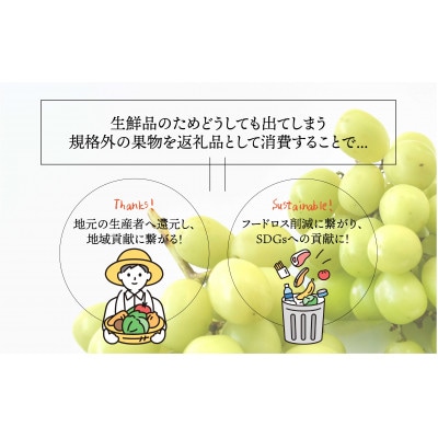 【2026年度発送 !先行予約!】NS-1005 SDGs!山梨県産シャインマスカット 約2.0kg