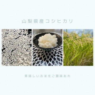 おいしいお米 コシヒカリ 5kg 精米