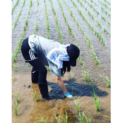 おいしいお米 コシヒカリ 10kg 精米