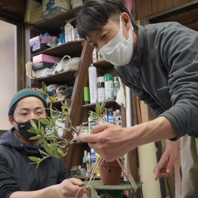 オリーブの盆栽教室 体験チケット 　完成した盆栽はお持ち帰り頂けます　【山梨県韮崎市秋山盆栽園】