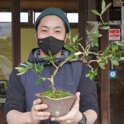オリーブの盆栽教室 体験チケット 　完成した盆栽はお持ち帰り頂けます　【山梨県韮崎市秋山盆栽園】