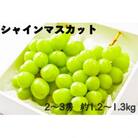 8月中旬より順次発送予定　農家厳選!　山梨県産シャインマスカット約1.2～1.3kg