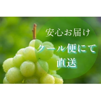 山梨県産シャインマスカット　家庭用　粒にてお届け!