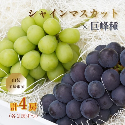 【山梨県韮崎市産】Inakakara 旬の巨峰種(2房)とシャインマスカット(2房)の詰め合わせ