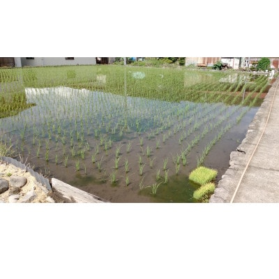 お米(白米)R5年産・キヌヒカリ5kg