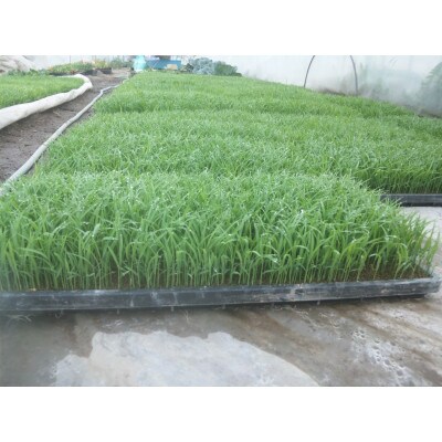 お米(玄米)R4年産・つや姫5kg