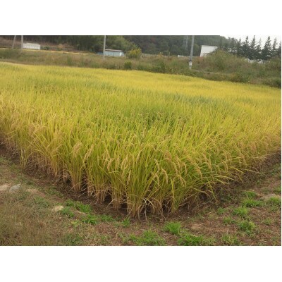 お米(玄米)R4年産・つや姫5kg