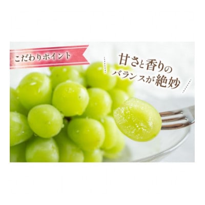 朝採れ シャインマスカット 1.2kg (2～3房) 山梨県韮崎市 【令和7年産先行受付】数量限定