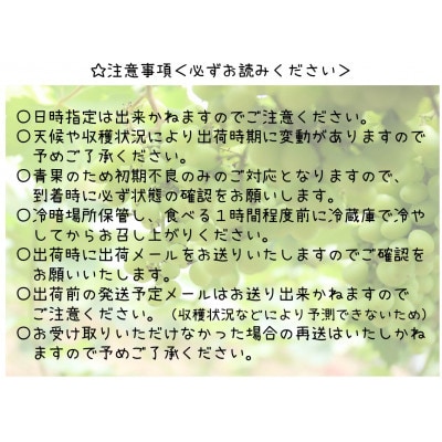 朝採れ シャインマスカット 1.2kg (2～3房) 山梨県韮崎市 【令和7年産先行受付】数量限定