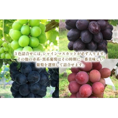葡萄おまかせ3色詰合せ 1.8kg以上