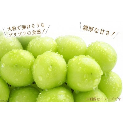 シャインマスカット(粒)　1kg以上