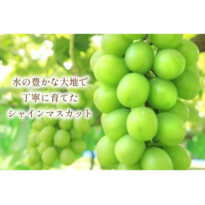 シャインマスカット2房　合計1300g以上