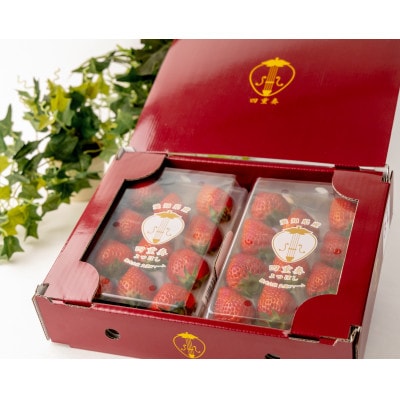 【産直】完熟よつぼし『四重奏』　愛知県みよし市　2パック(約500g)