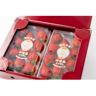【愛知県・みよし市】ブランドいちご 完熟よつぼし『四重奏』(約260g×2パック)化粧箱入り