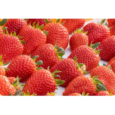 【産直】完熟よつぼし『四重奏プレミアム』　愛知県みよし市　