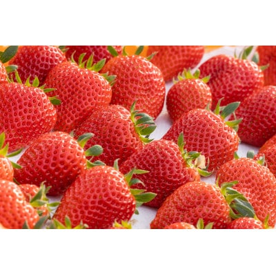 【産直】完熟よつぼし『四重奏』　愛知県みよし市　4パック(約1kg)