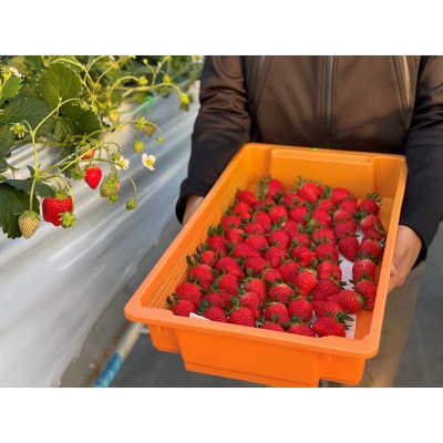 【産直】完熟よつぼし『四重奏』　愛知県みよし市　4パック(約1kg)