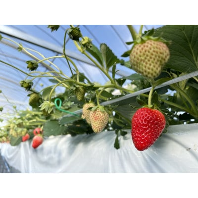 【産直】完熟よつぼし『四重奏』　愛知県みよし市　4パック(約1kg)