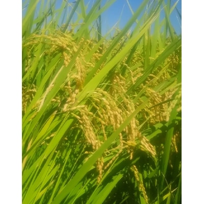 【令和5年産】みよし市産ひとめぼれ        精米5kg　