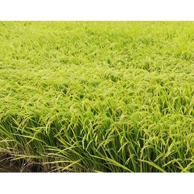 【令和5年産】みよし市産こしひかり精米5kg　