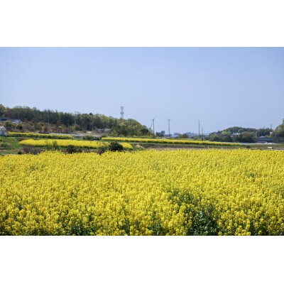 なのはな油600g×24(愛知県産菜種100%使用、昔ながらの一番搾り製法)