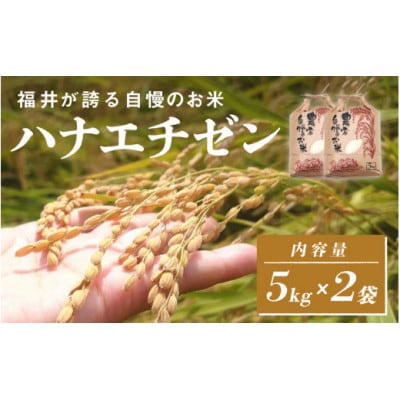 《2025年10月以降 順次発送予定》令和7年産 ハナエチゼン　5kg×2袋(計10kg)
