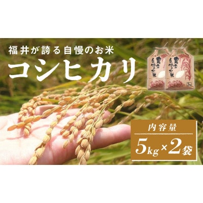 《2025年11月以降 順次発送予定》令和7年産　コシヒカリ　計10kg(5kg×2袋)