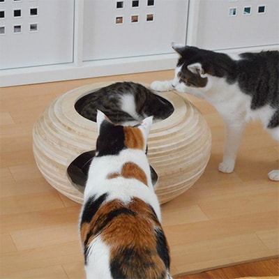 桐製ねこハウス　ねこねぐら
