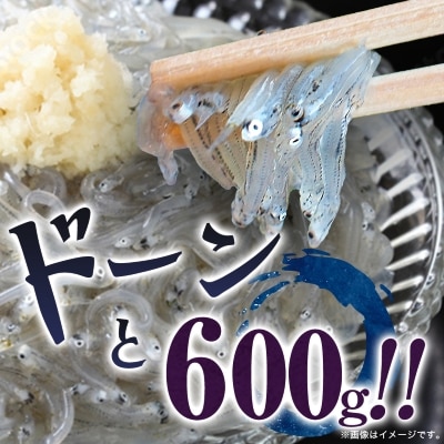 【100g×6パック】義丸のお刺身生しらす　600g　泉州特産『義丸のだんじりしらす』