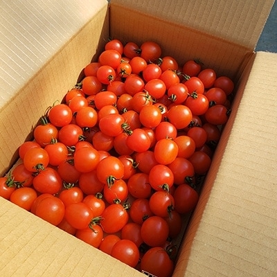 通年糖度8以上のミニトマト「アマメイド」2kg