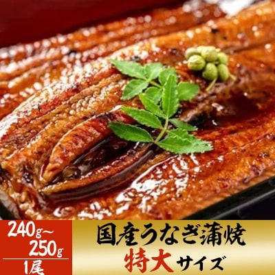 【2022年11月上旬発送】「国産うなぎ蒲焼(特大サイズ)」1尾(240g～250g)